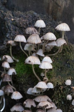 Yeşil yosunlu bir kütük üzerinde mantarlar (Coprinus yayılımı)