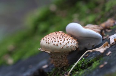 Pholiota karrosa mantarı eski bir kütüğün üzerinde