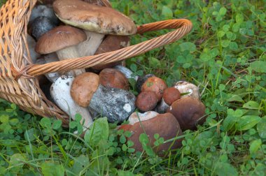 Çimenlerdeki sepetin içindeki mantarlar
