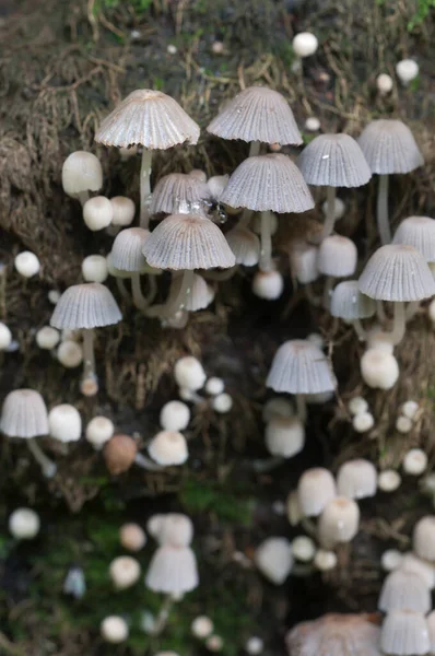 Paddenstoelen Coprinus Disseminatus Een Stomp Een Groen Mos — Stockfoto