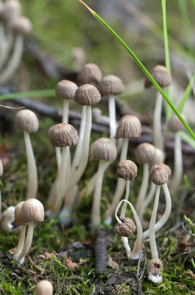 Cogumelos Coprinus Disseminatus Toco Musgo Verde — Fotografia de Stock
