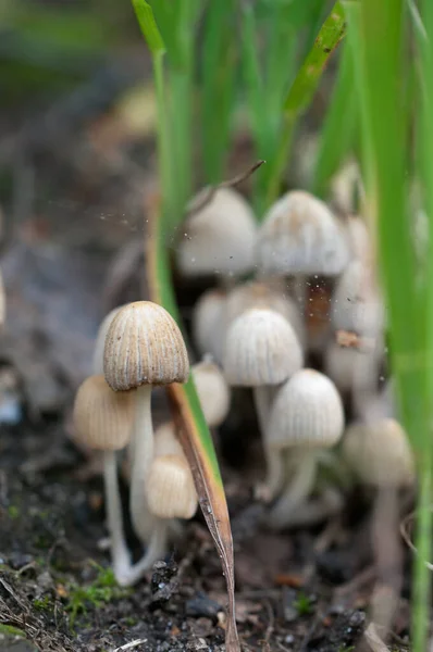 Champignons Coprinus Disseminatus Sur Une Souche Dans Une Mousse Verte — Photo