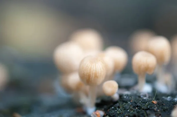 Las Setas Coprinus Diseminatus Sobre Tocón Musgo Verde — Foto de Stock