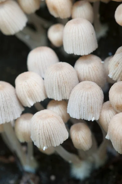 Las Setas Coprinus Diseminatus Sobre Tocón Musgo Verde — Foto de Stock