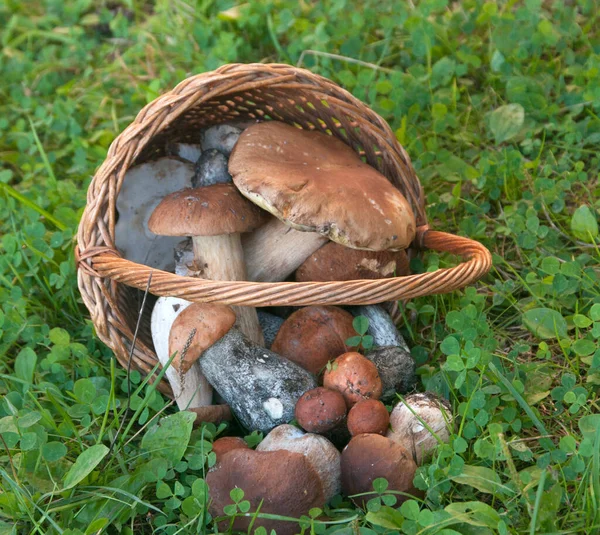 Cogumelos Bolete Uma Cesta Uma Grama — Fotografia de Stock