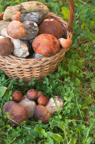 Cogumelos Bolete Uma Cesta Uma Grama — Fotografia de Stock