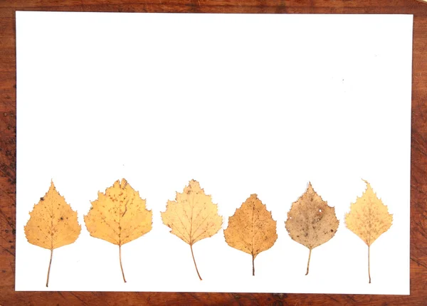 Осенние Листья Яблоки Обрамляют Пограничный Фон Вид Сверху — стоковое фото