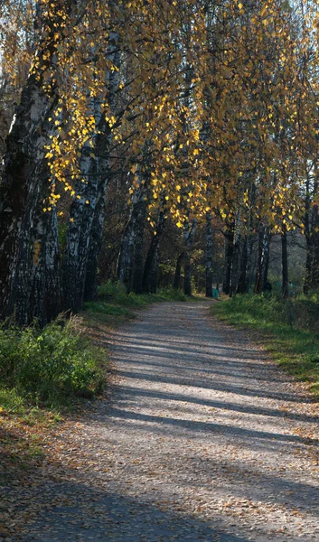 Höstlandskap Med Stig Sokolniki Park Ryssland Moskva — Stockfoto