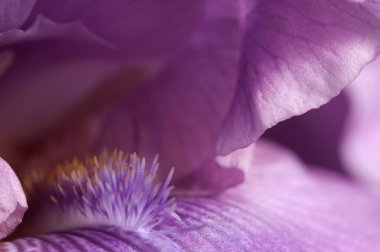 İris çiçeği parçası makro yerel odak noktası