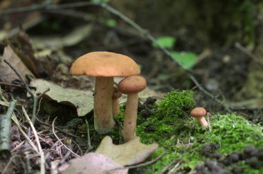 Rufus milkcap (Lactarius Rufus) mantarı, yakın çekim.