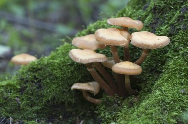 Eski bir kütüğün üzerinde kılıflı ahşap.