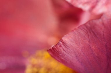 İris çiçeği parçası makro yerel odak noktası