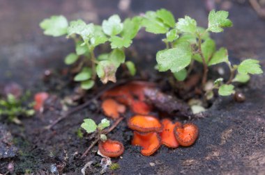 Scutellinia Sp. Mantar, yakın çekim, yerel odaklanma