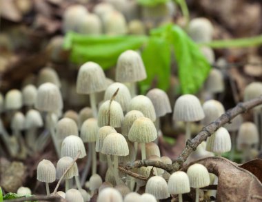 Yeşil yosunlu bir kütük üzerinde mantarlar (Coprinus yayılımı)