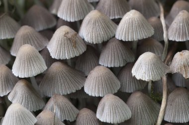 Yeşil yosunlu bir kütük üzerinde mantarlar (Coprinus yayılımı)