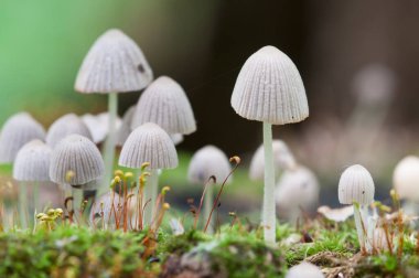 Yeşil yosunlu bir kütük üzerinde mantarlar (Coprinus yayılımı)