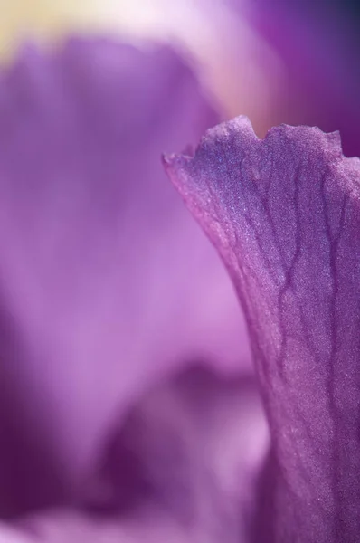 Iris Kwiat Fragment Makro Strzał Lokalne Ostrość — Zdjęcie stockowe