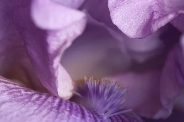 Iris Blume Fragment Makroaufnahme Lokaler Fokus — Stockfoto