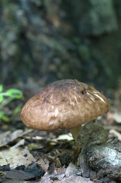 Cogumelo Veado Pluteus Cervinus Uma Floresta Close — Fotografia de Stock