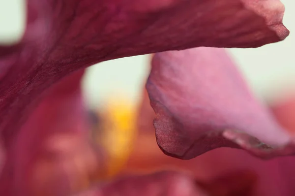 stock image Iris flower fragment macro shot local focus