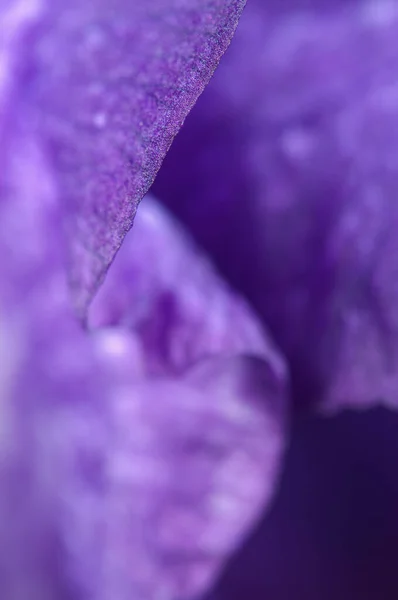 Iris Kwiat Fragment Makro Strzał Lokalne Ostrość — Zdjęcie stockowe