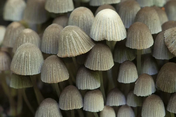 Cogumelos Coprinus Disseminatus Toco Musgo Verde — Fotografia de Stock