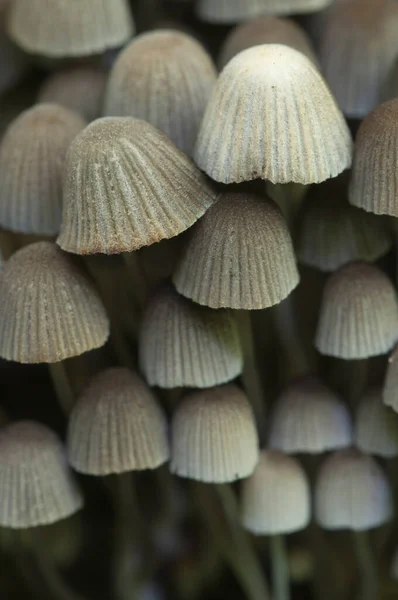 Yeşil Yosunlu Bir Kütük Üzerinde Mantarlar Coprinus Yayılımı — Stok fotoğraf