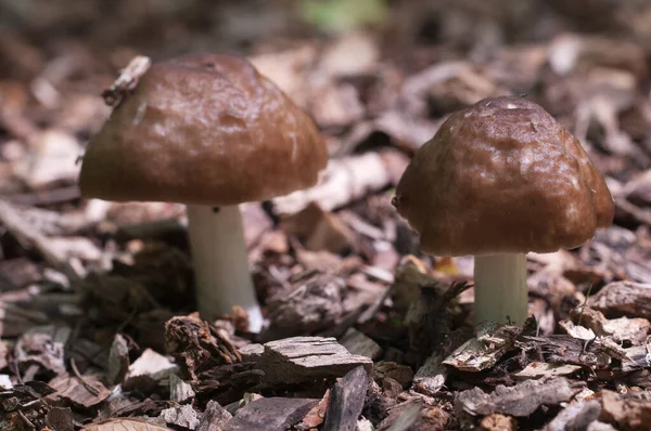 Hertenpaddenstoel Pluteus Cervinus Een Bos Van Dichtbij — Stockfoto