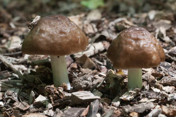 Олень Гриб Pluteus Cervinus Лесу Крупным Планом — стоковое фото