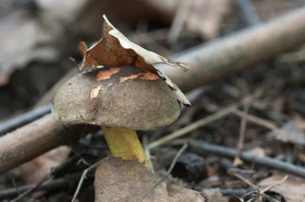 Vermelho Rachaduras Bolete Close Tiro Foco Local — Fotografia de Stock