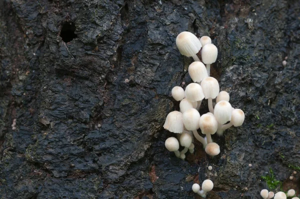 Las Setas Coprinus Diseminatus Sobre Tocón Musgo Verde —  Fotos de Stock