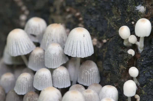 Pilze Coprinus Disseminatus Auf Einem Baumstumpf Grünen Moos — Stockfoto