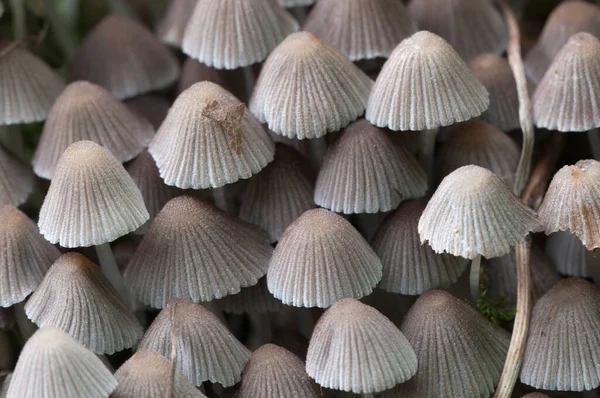 Cogumelos Coprinus Disseminatus Toco Musgo Verde — Fotografia de Stock