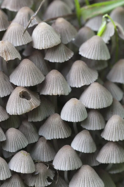 Paddenstoelen Coprinus Disseminatus Een Stomp Een Groen Mos — Stockfoto