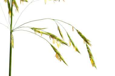 Awnless brome (Bromopsis inermis) beyaz arkaplan üzerinde