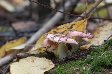 Eski bir kütüğün üzerinde Russula mantarı