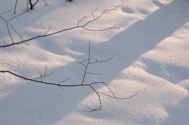 Kış ormanlarında çalı dalları ve kar, kapatın.