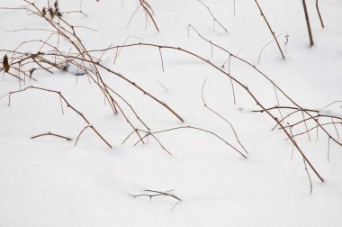 Kış ormanlarında çalı dalları ve kar, kapatın.