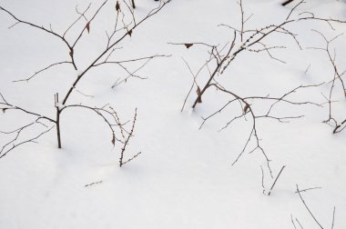 Kış ormanlarında çalı dalları ve kar, kapatın.