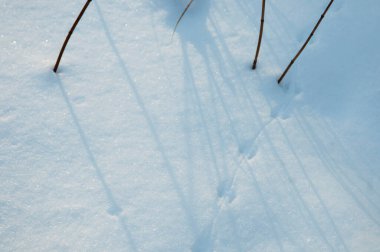 Tarla faresi karda iz bırakıyor, yakın çekim