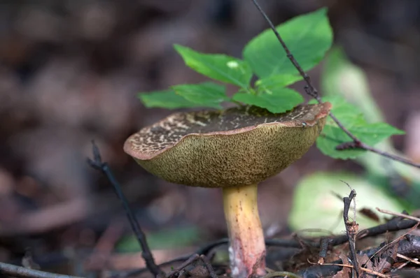 Fissuration Rouge Bolete Gros Plan Mise Point Locale — Photo