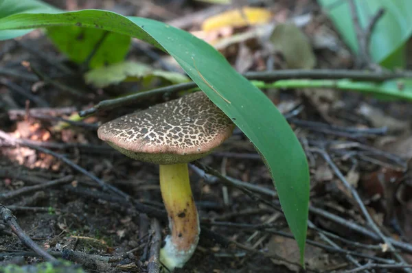 Röd Sprickbildning Bolete Närbild Lokal Fokus — Stockfoto