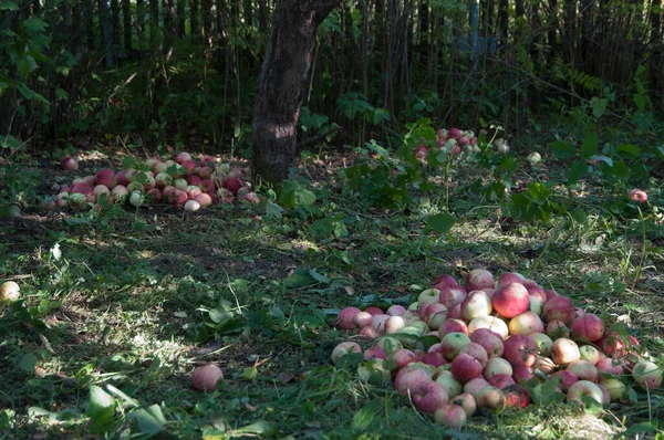 Rode Appels Gras Onder Appelboom — Stockfoto