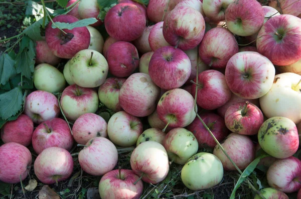 Rode Appels Gras Onder Appelboom — Stockfoto