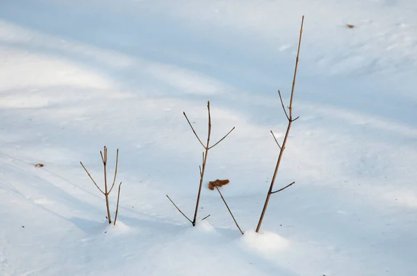 Bush Oksat Lumi Talvella Metsässä Lähikuva — kuvapankkivalokuva