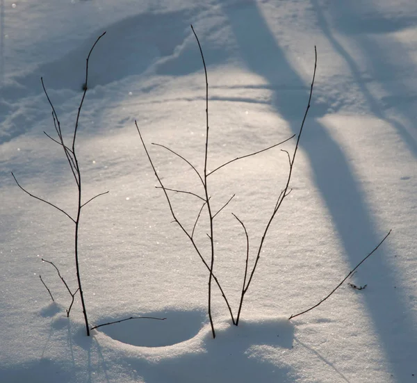 Gałęzie Krzewów Śnieg Lesie Zimowym Zbliżenie — Zdjęcie stockowe