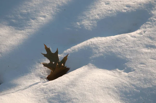 Hoja Roble Sobre Nieve Día Invierno Soleado — Foto de Stock