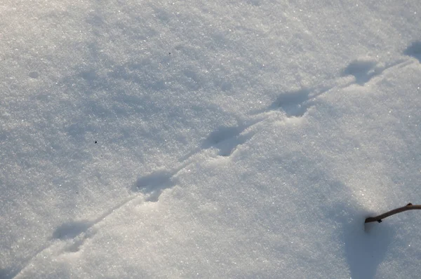 Kenttä Hiiri Jäljittää Lunta Lähikuva Ammuttu — kuvapankkivalokuva