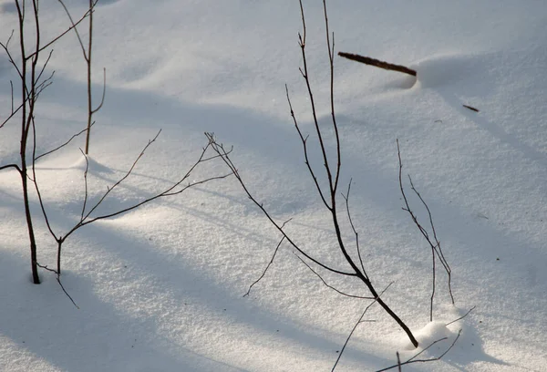 Buschwerk Und Schnee Winterwald Hautnah — Stockfoto