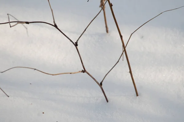 在冬天的森林里 布什的树枝和雪 关闭了 — 图库照片